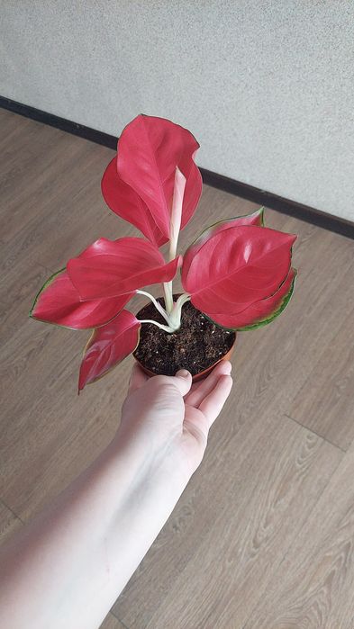 Продам  Аглонемы