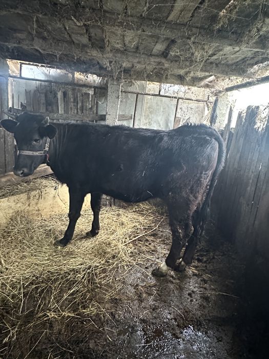 Vand junică la prima fătare