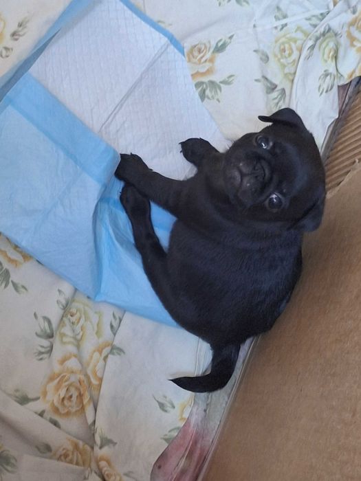 Щенки породы МОПС