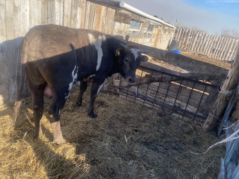 Продам упиттанного бычка