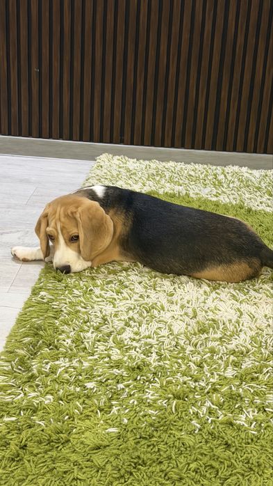 Породистый щенок Бигль