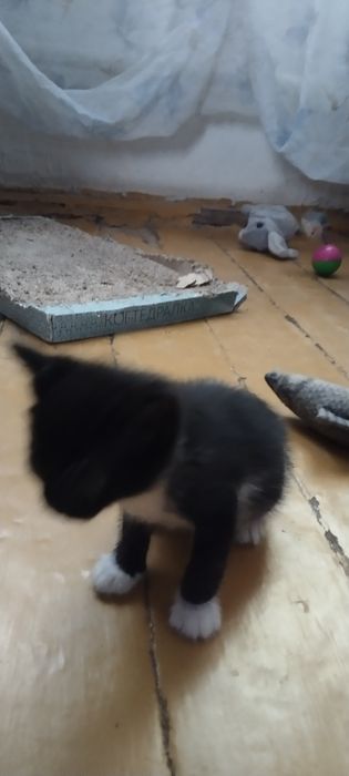 Одам котят бесплатно