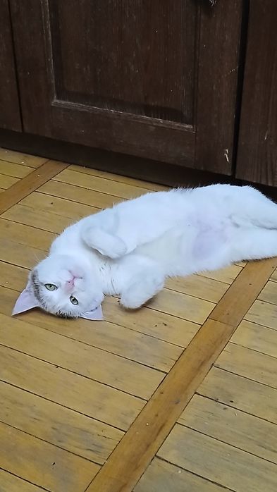 Кошечка в самые заботливые руки