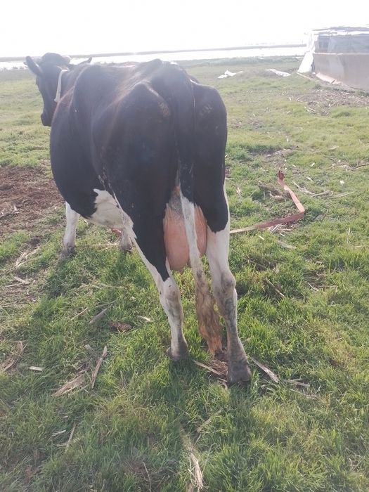 Vaci de vânzare  bune de lapte ,montate recent,blânde tinere la al 2 vitel