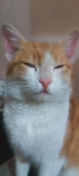 Рыжий красавчик ищет дом