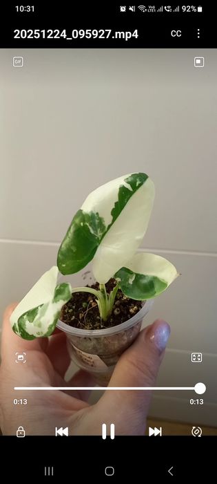 Клубни  алоказий