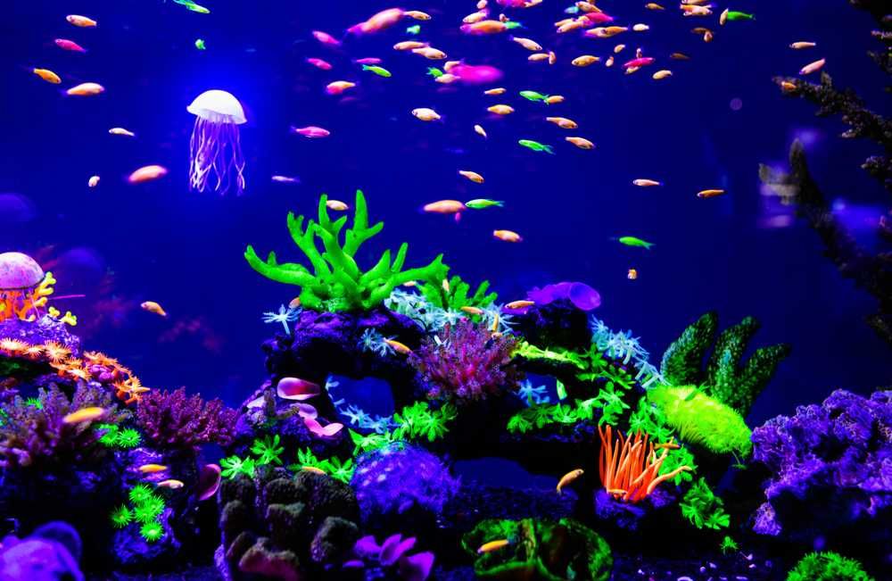 tungi korongida yonadigan FOSFOR va NEON suyoklar seti MUIJIZA