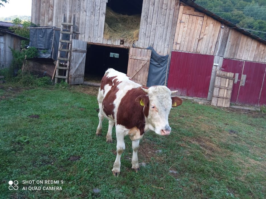 O lună de zile sau doia