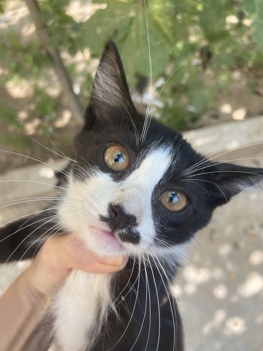 Котёнок в добрые руки