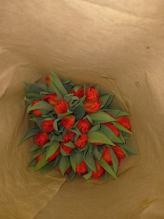 Цветы на 8-марта Тюльпаны