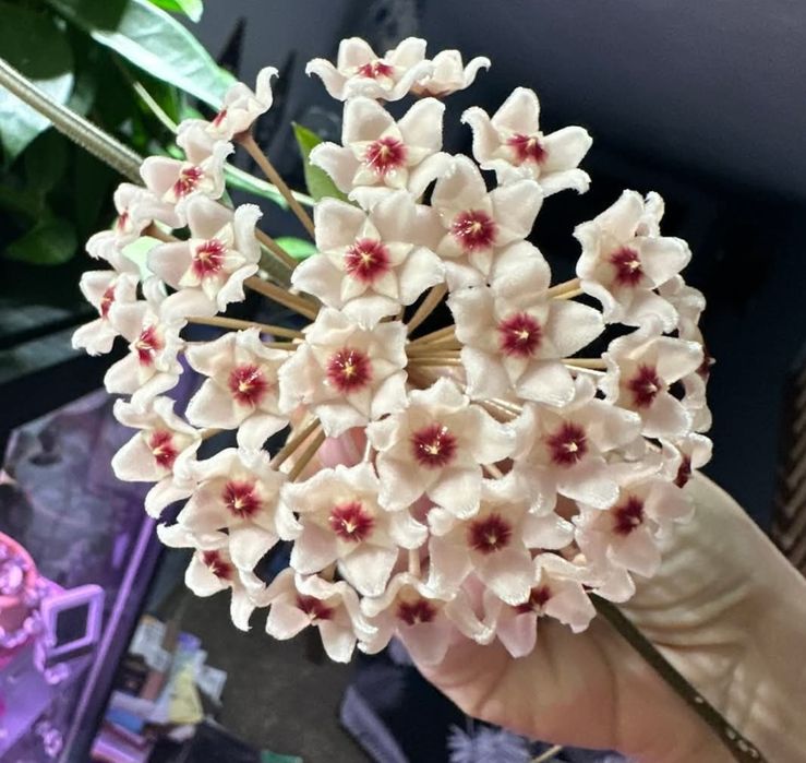 Flori, plante rare de Lacrima Maicii Domnului ( Hoya )
