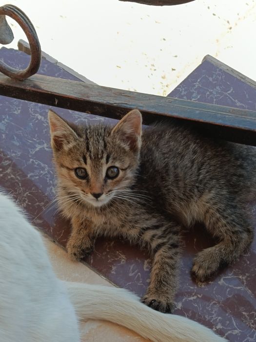 Котята домашние в добрые руки