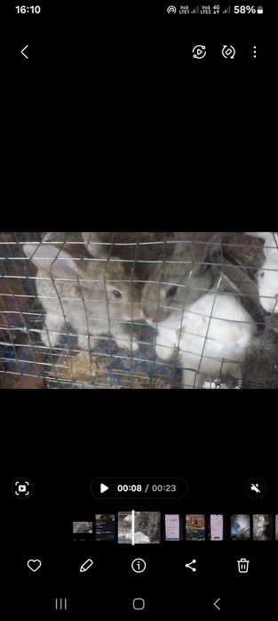 Қояндар сатылады