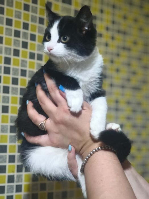 Котенок в добрые руки