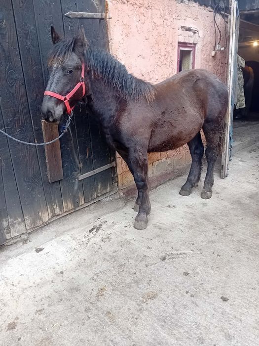 Mânz de 7 luni din cai buni