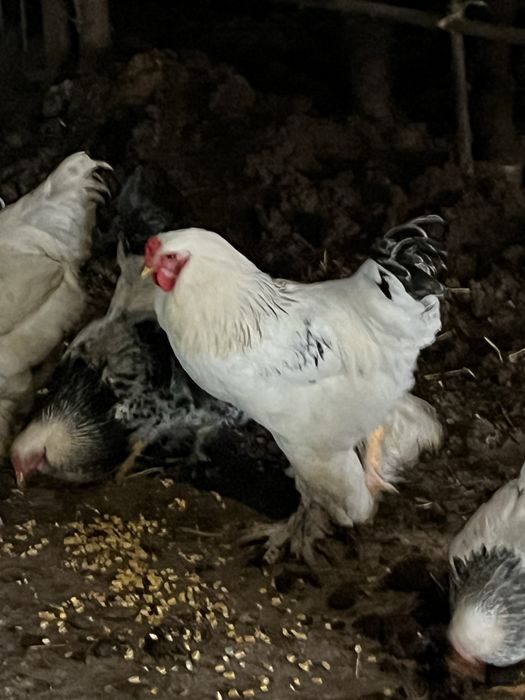 Брама кораздар сатылады