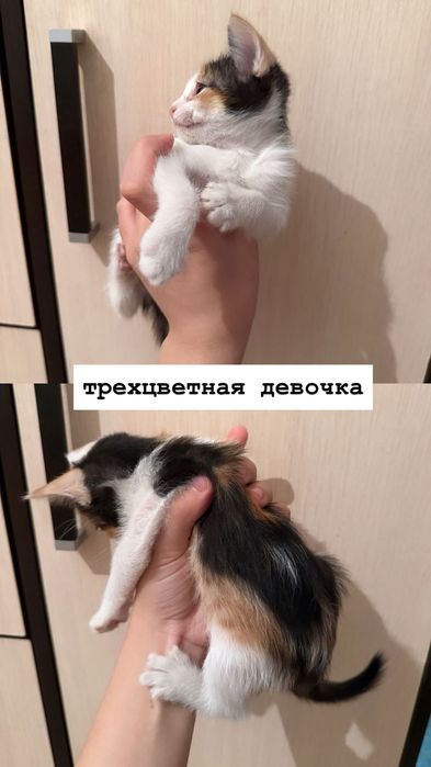 отдам котят в хорошие руки