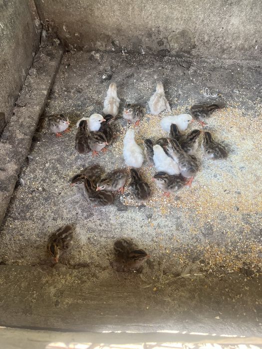 Vand pui de gaina de casa si pui de bibilici Mai multe detali la numaru de telefon 0741996410