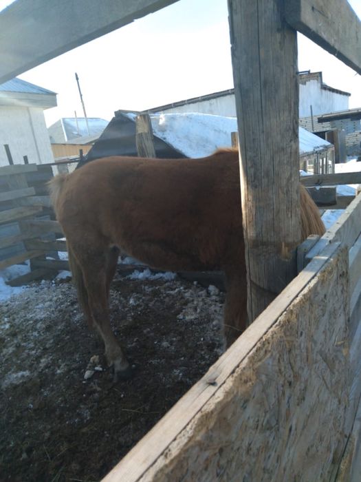 Молодая кобылица