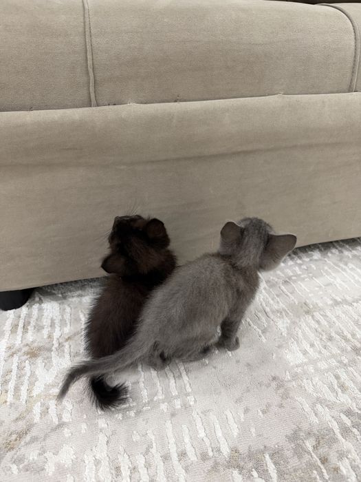 Котята в добрые руки!