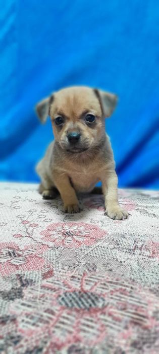 Продам щенков Пинчер