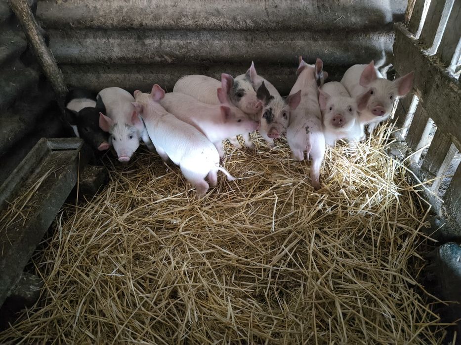 Три свободни малки прасенца на два месеца