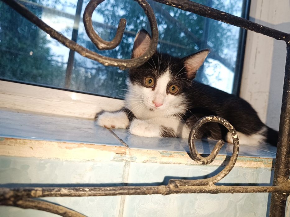 Мыргаулар, котята