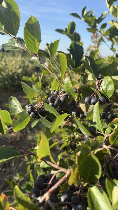 Fructe Aronia proaspete – recoltă 2026 – direct de la producător