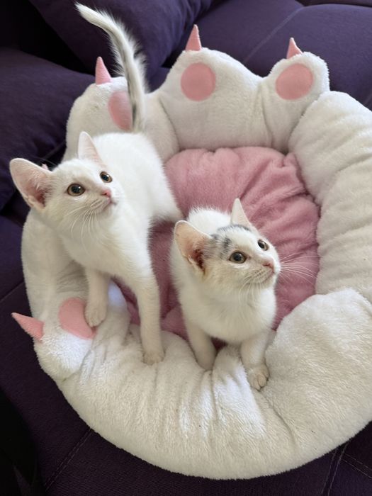 Котята в хорошие руки