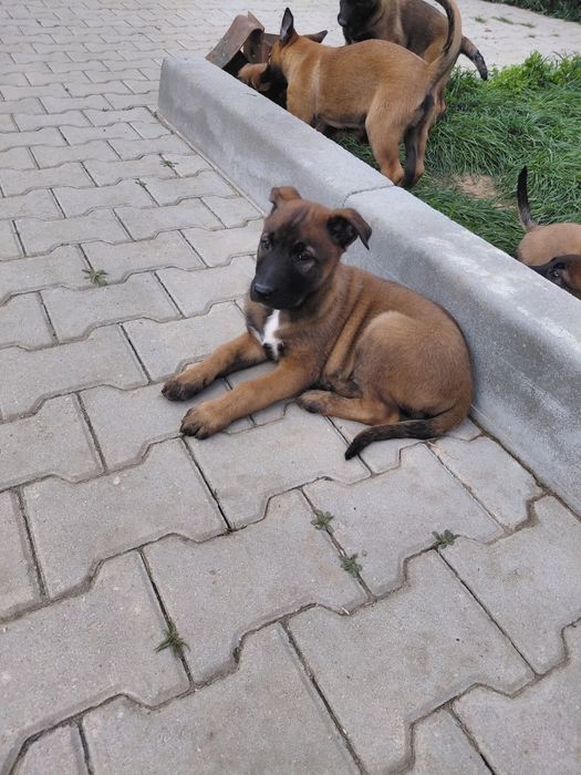 Белгийска овчарка