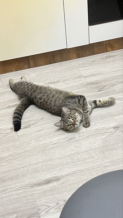 Отдам кошку добрым рукам