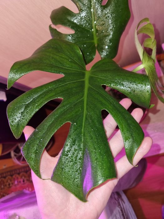 Монстера деликатесная