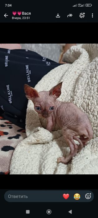 Продам котят сфинкс