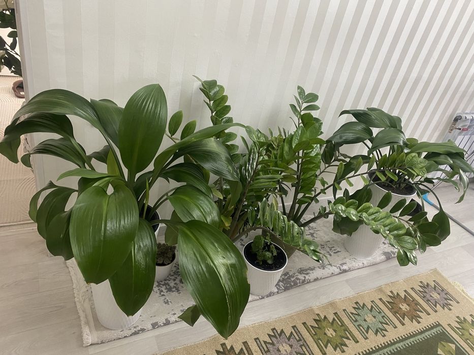 Домашние цветы в горшках