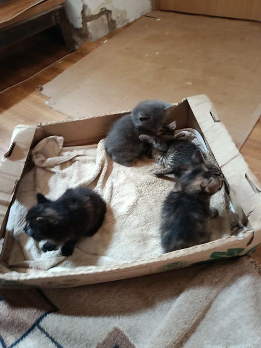 Котяты бесплатно домашние