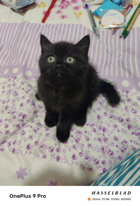 Скоттиш страйт, 2 ойлик