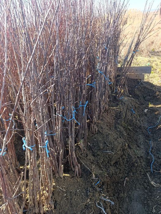 Pruni Stanley, top taste, diverse soiuri de Ciresi pe Gisella livrare