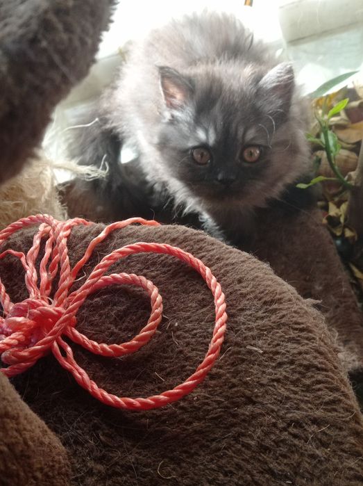 Мъжко персийско коте продавам