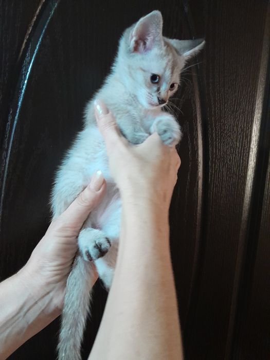 Маскарадная кошка