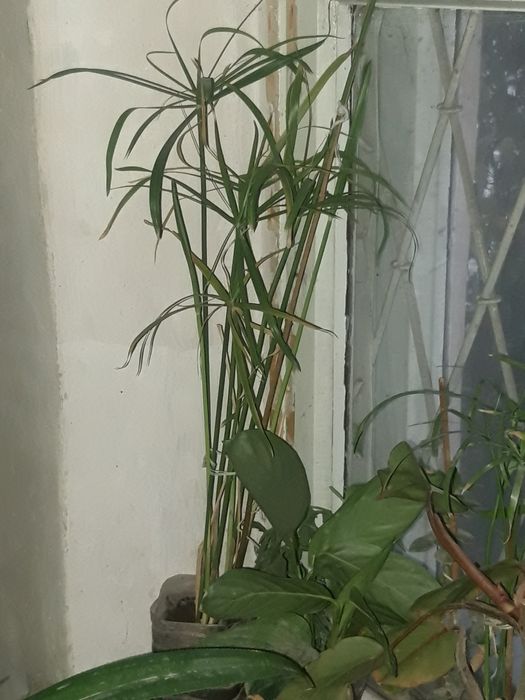 Комнатные цветы дешево