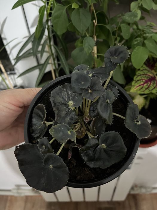 Комнатные растения