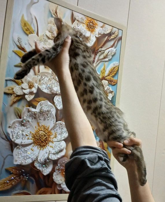 Бенгал котенок .