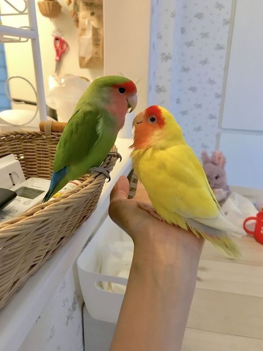 Папугайлар бар !!