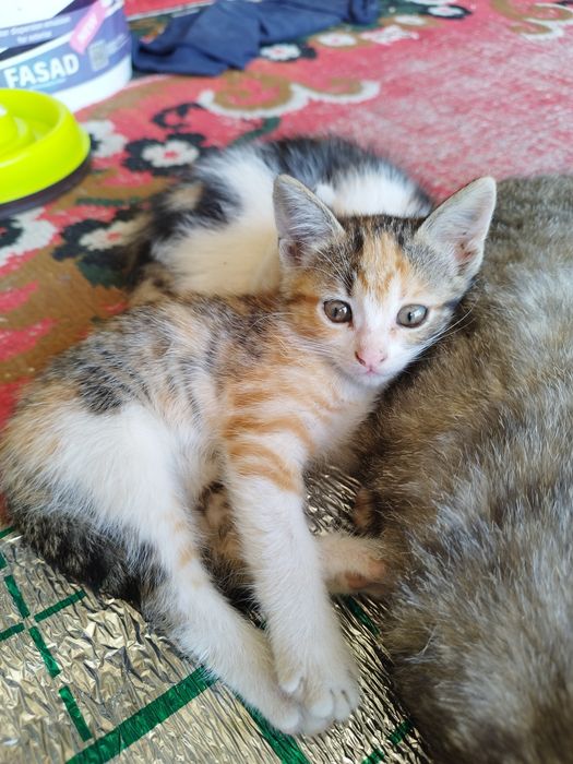 Mushuk bolalari bor