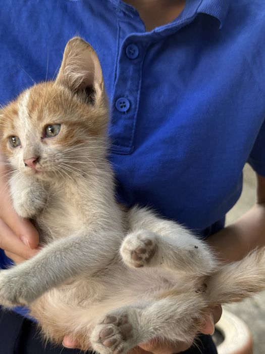 Котята бесплатно