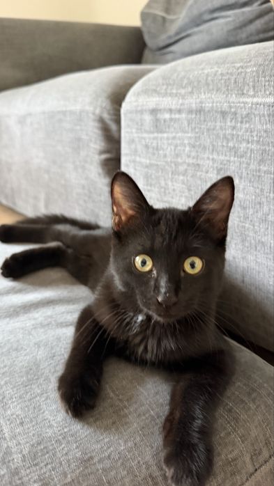 Черный котик, 4,5 месяца