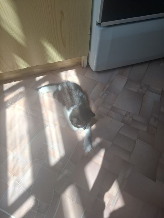 Котята в добрые заботоивые руки