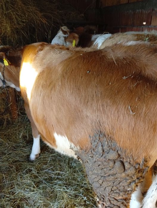 De vânzare o junincă