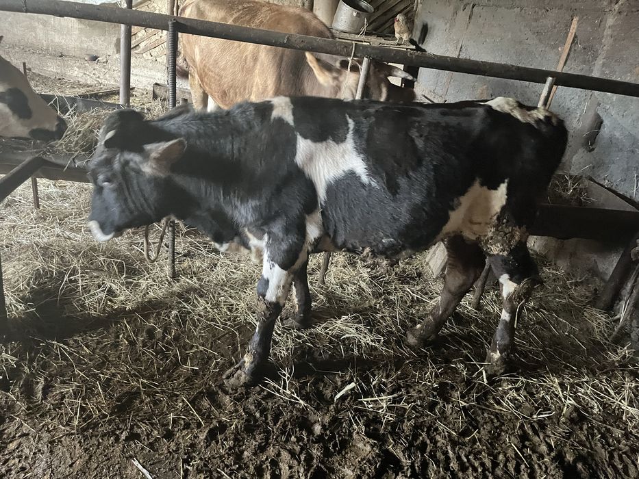 Продам бычька 1,2 года