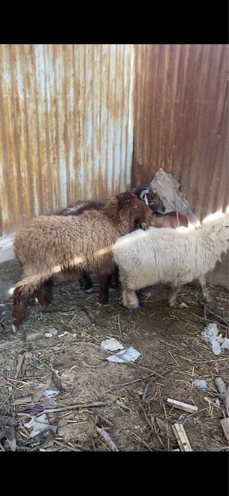 токтылар сатылады семыз